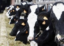 Varias vacas, en una granja. / J. Rodríguez