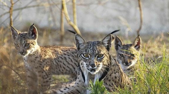 Ejemplares de lince ibérico en Doñana.