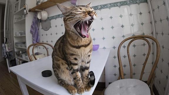 Un gato bosteza.