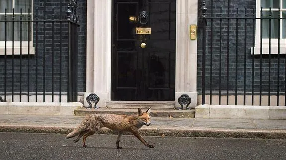 Un zorro pasa frente al número 10 de Downing Street.