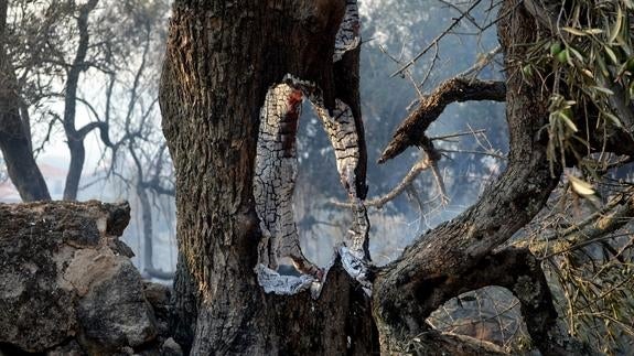 Un árbol quemado por el fuego. 