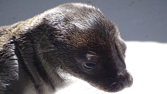 Tina, la hembra de león marinio nacida en el Oceanogràfic de Valencia.