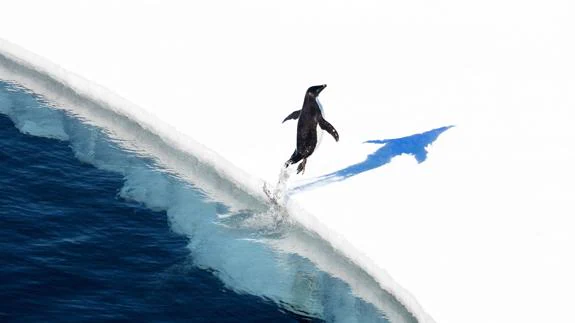 Un pingüino salta sobre el hielo en el mar de Ross.
