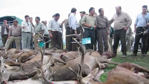 Cazadores contemplan los ciervos cobrados en una montería en Córdoba.