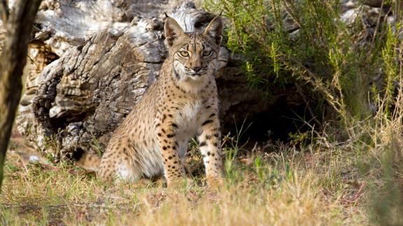 Cría de lince ibérico.