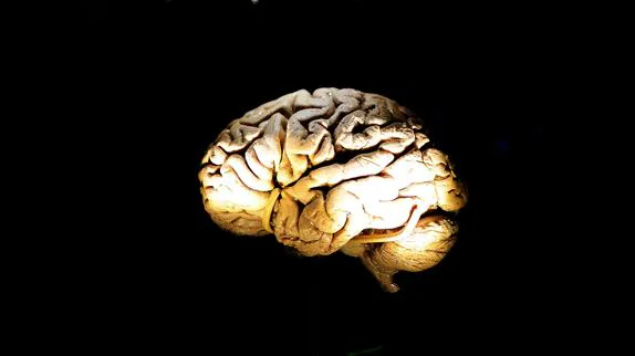 Recreación de un cerebro humano.