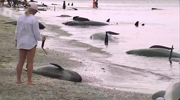 Una mujer observa el cuerpo de una ballena. 