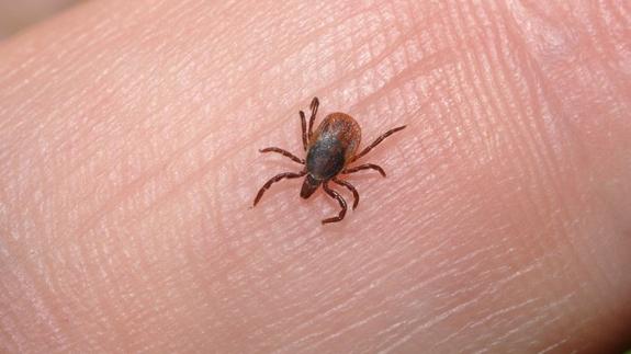 Imagen de una garrapata.