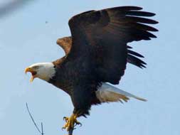 El X Campeonato Ornitológico Regional reúne a mil pájaros