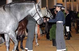 Más de 70 caballos compiten en la primera jornada del II Campeonato del noroeste