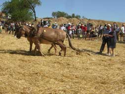 Fiesta de la siega y la trilla en Golmayo