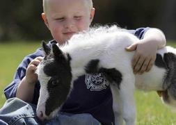 Einstein, el caballo más pequeño del mundo