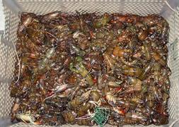 La Guardia Civil recupera 3.700 cangrejos atrapados en nasas y contenedores del río Ucero