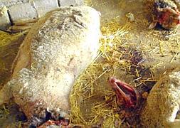 Los lobos matan seis ovejas en el casco urbano de Cepeda la Mora