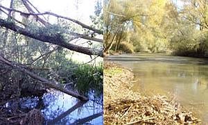 Imagen del Pisuerga a su paso por la localidad de Naveros antes y después de ser limpiado su cauce. Foto: El Norte