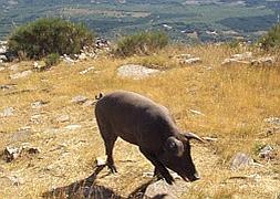 El Marrano de San Antón de La Alberca llega hasta el Santuario de la Peña de Francia