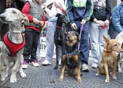 V Paseo con Mascotas de la protectora Scooby en Valladolid. /A.Quintero
