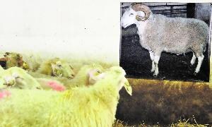 Granja ovina de Olmedo donde se exponen fotos de sementales para estimular a las ovejas. / Fran Jiménez