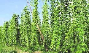 Cultivo de lúpulo en la comarca leonesa del Órbigo./ El Norte