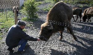 El alcalde de San Cebrián de Mudá, alimentando a uno de los bisontes de la reserva / Ical
