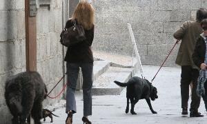 Dos dueños pasean a sus perros por una céntrica calle de Segovia. / Antonio Tanarro