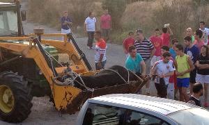 Un tractor con una pala excavadora traslada al toro ya atado. / F. de la Calle