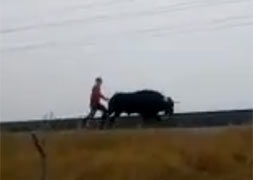 Un toro por las vías del Ave