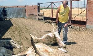 Aurelio Serrano amontona las ovejas muertas en el ataque de los lobos en su corral de Bolaños de Campos en julio de 2012. / R. OTAZO