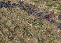 Los huertos llevan meses dando frutos. / Jota de la Fuente