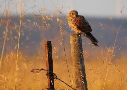 Un pollo de cernícalo vulgar, en su hábitat. / David López Idiáquez.