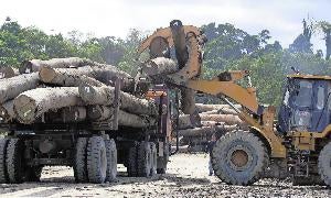Transporte de troncos en un bosque. / Vincent Thian-AP