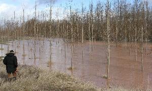 La crecida del río Pisuerga inunda una chopera cercana a Herrera de Pisuerga. / Manuel Brágimo - Ical