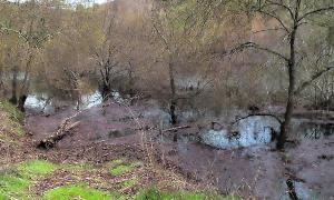 El ramaje y la vegetación se encuentran ya dentro del cauce del río, lo que provoca un grave tapón.