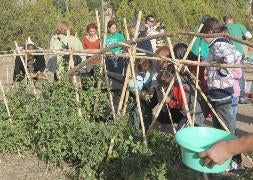 Huerto comunitario, de iniciativa vecinal, creado en La Victoria. / H. Sastre