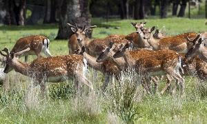 Ciervos en el bosque que rodea el Palacio Real de Riofrío. / Ical