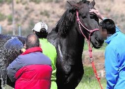 Internos del centro asistencial San Juan de Dios, en la granja Jara y Romero, limpiando a Caramelo. / Brágimo-ICAL