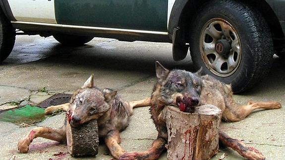 Lobos abatidos ilegalmente e intervenidos por la Guardia Civil en Zamora El Norte