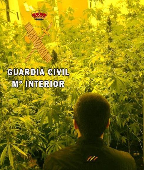 Imagen de las plantas incautadas a los detenidos