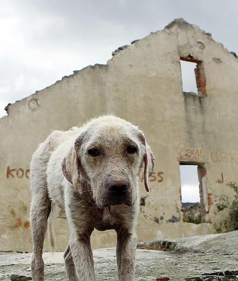 Un perro abandonado observa con mirada triste.