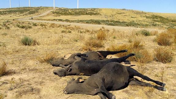 Tres terneros muertos por un ataque de lobos en la provincia de Ávila en 2013.