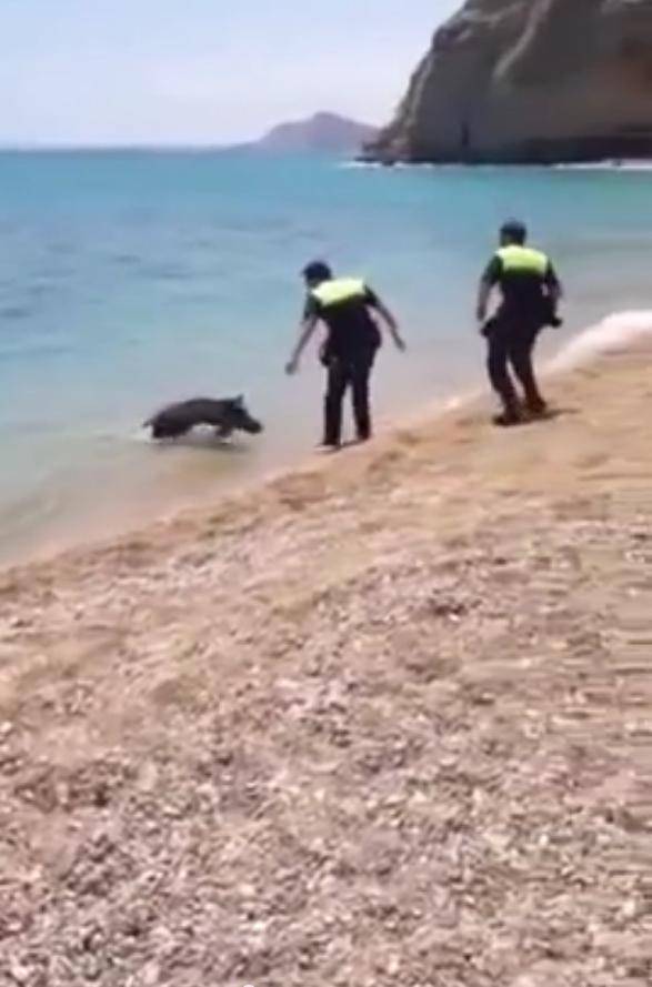 Un jabalí veraneando en Villajoyosa