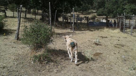 Uno de los animales heridos por el ataque de lobos