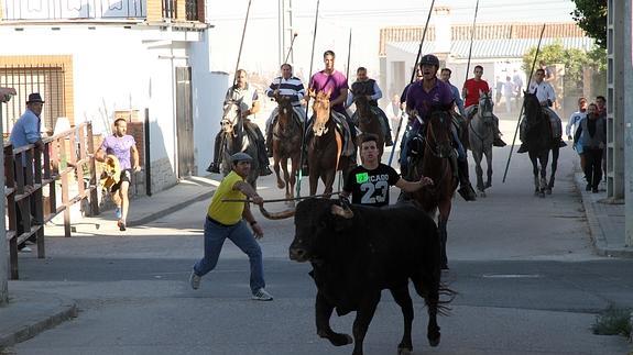 Momento del primer encierro campero por las calles del pueblo. 