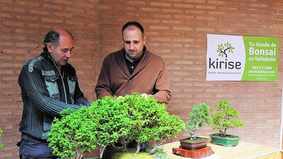 El presidente de la Asociación de Bonsáis Laguna, Félix Arribas, y José María Cuadrado. 