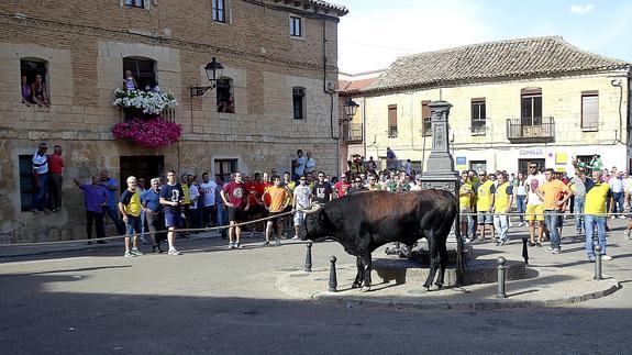 Celebración del 'toro enmaromado' el pasado año en Astudillo.