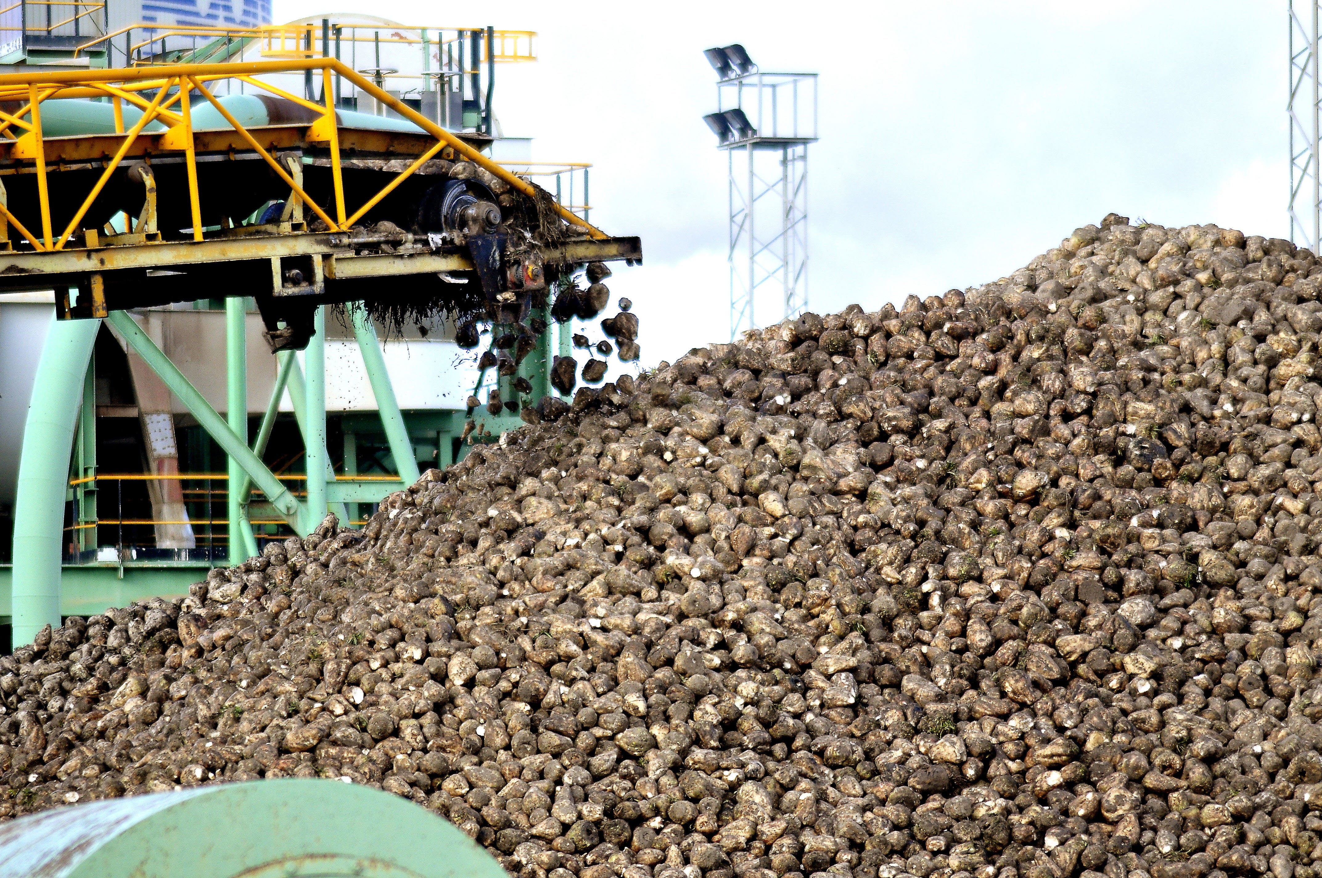 La fábrica ha recibido unas 585.000 toneladas de remolacha.  