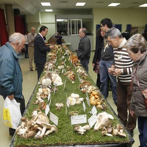 Los permisos para recoger setas generan 48.599 euros y crecen el 57% en Valladolid