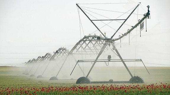 Riego por aspersión en una plantación de cereal en Medina del Campo (Valladolid).