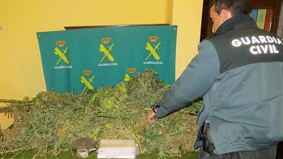 Un guardia civil, junto a las plantas de marihuana incautadas. 