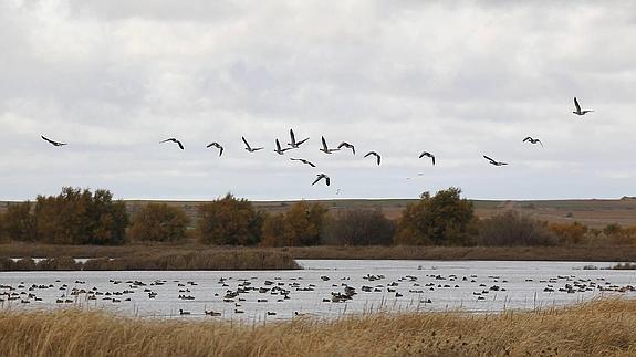 Las aves pueblan la laguna.